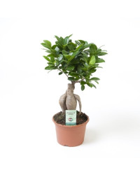 Ficus Microcarpa Ginseng P14