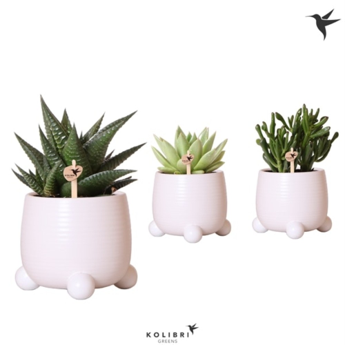 Lot de 3 succulentes mixtes en pot Rolling blanc