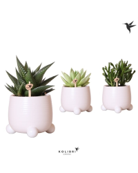 Lot de 3 succulentes mixtes en pot Rolling blanc