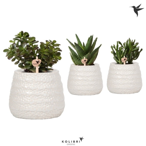 Lot de 3 succulentes mixtes en pot Dots Blanc