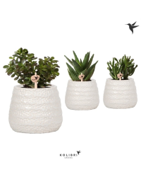 Lot de 3 succulentes mixtes en pot Dots Blanc