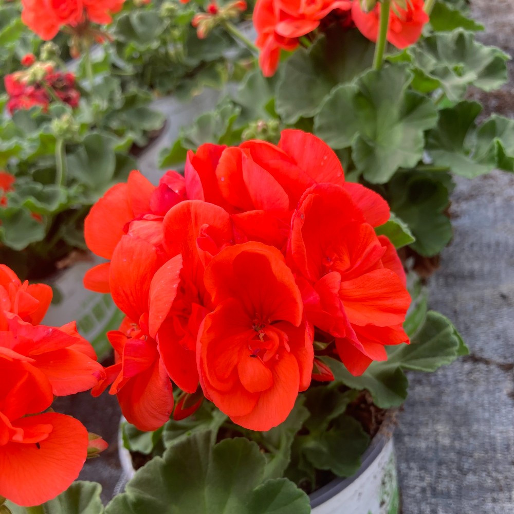 Geranium Zonal mixte