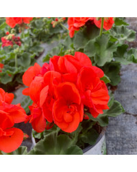 Geranium droit Zonal Coloris aux choix