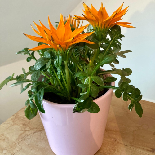 Cache-Pot Nora de 13cm