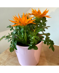 Cache-Pot Nora de 13cm