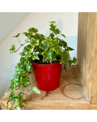 Cache-Pot Nora de 13cm