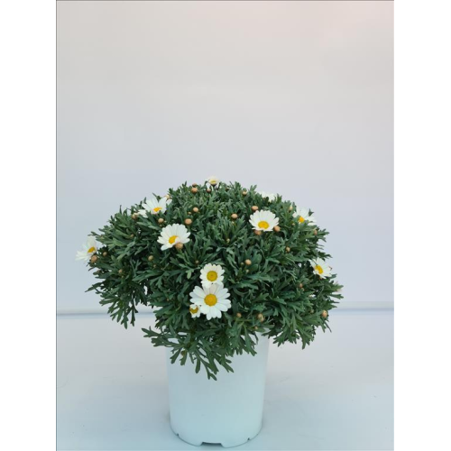 Anthemis Frutescens