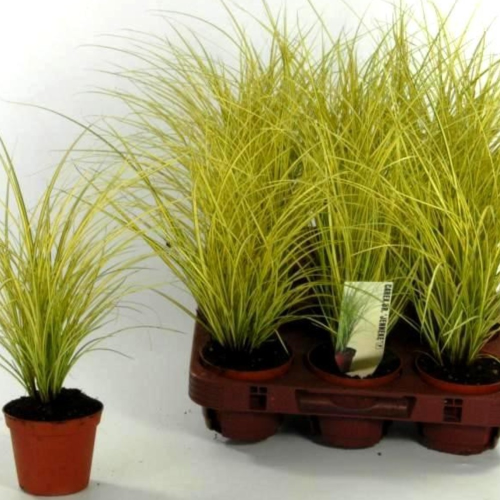 Carex Brunnea Jenneke