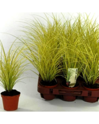 Carex Brunnea Jenneke