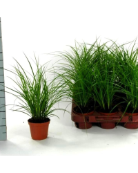 Carex Brunnea Groen