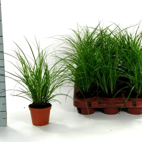 Carex Brunnea Groen