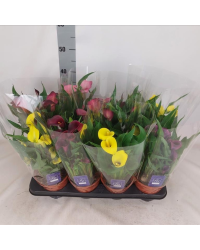 Calla Zantedeschia pot de 14cm