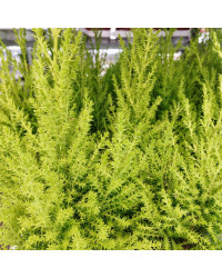Cupressus Goldcrest