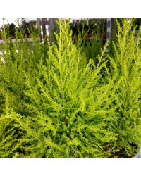 Cupressus Goldcrest