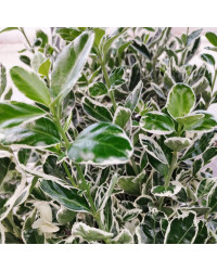 Euonymus fortunei emerald gaiety