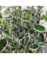 Euonymus fortunei emerald gaiety