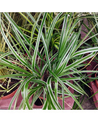 Carex Oshimensis Everest