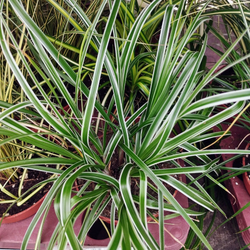 Carex Oshimensis Everest