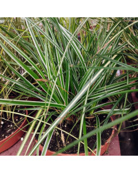 Carex Oshimensis Everest