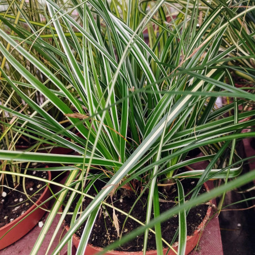 Carex Oshimensis Everest