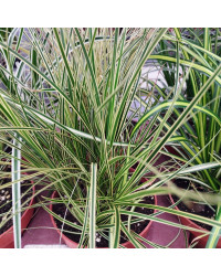 Carex Oshimensis Evergold
