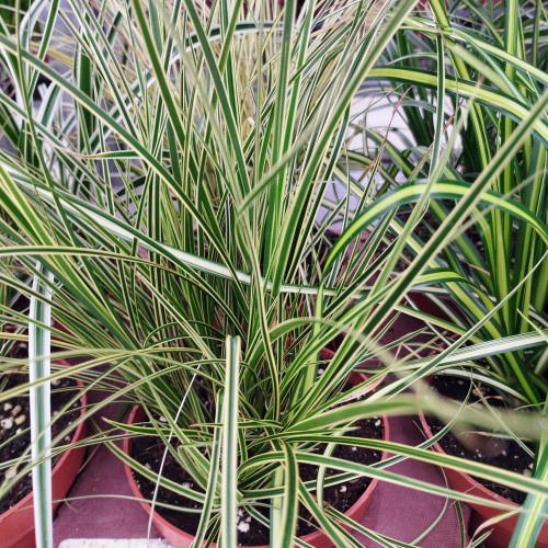 Carex Oshimensis Evergold