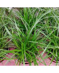 Carex Brunnea Groen