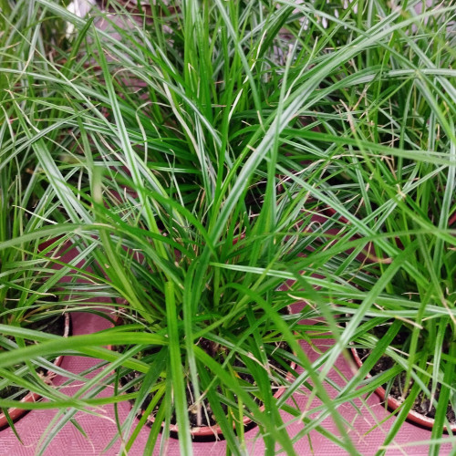 Carex Brunnea Groen