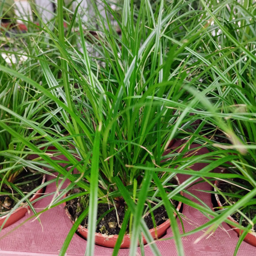 Carex Brunnea Groen
