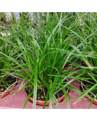 Carex Brunnea Groen