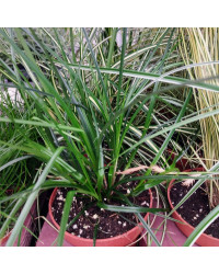 Carex Brunnea Groen