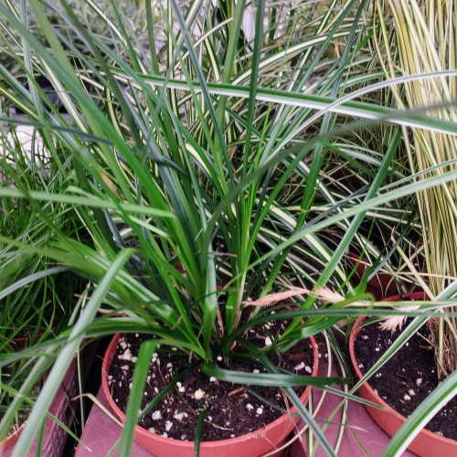 Carex Brunnea Groen