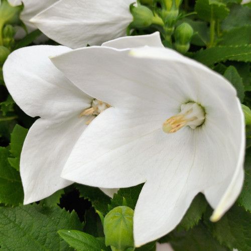 Platycodon Grandiflorus Blanc