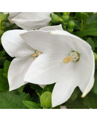 Platycodon Grandiflorus Blanc
