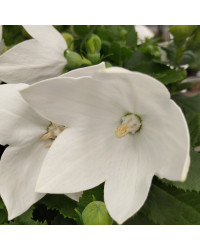 Platycodon Grandiflorus Blanc