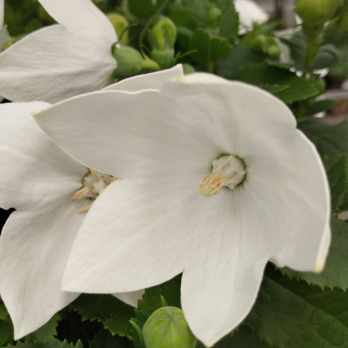 Platycodon Grandiflorus Blanc