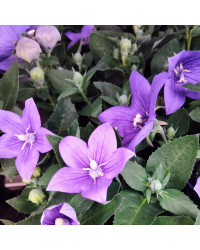 Platycodon Grandiflorus Bleu