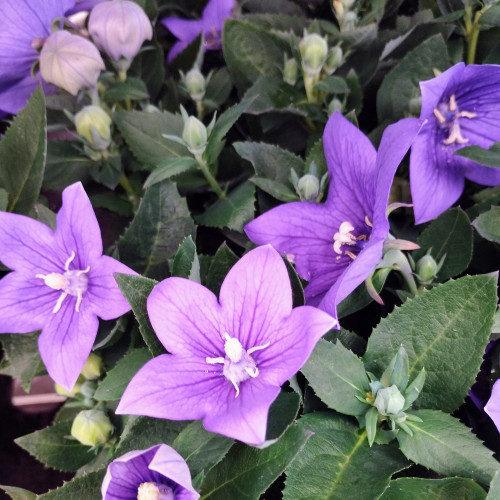 Platycodon Grandiflorus Bleu