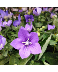 Platycodon Grandiflorus Bleu