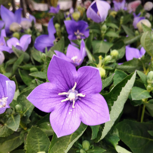 Platycodon Grandiflorus Bleu