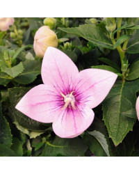 Platycodon Grandiflorus Rose