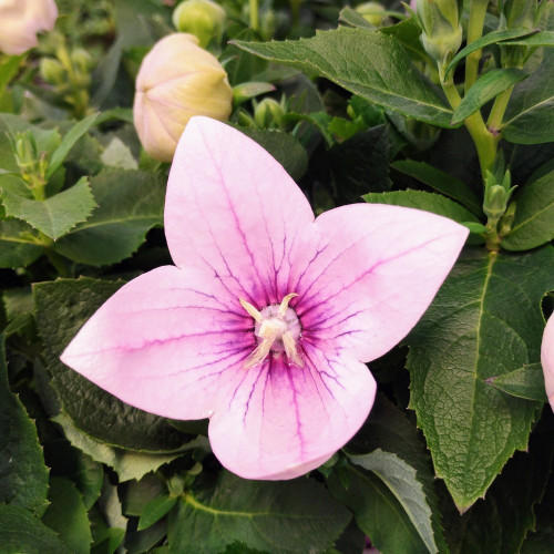 Platycodon Grandiflorus Rose