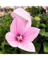 Platycodon Grandiflorus Rose