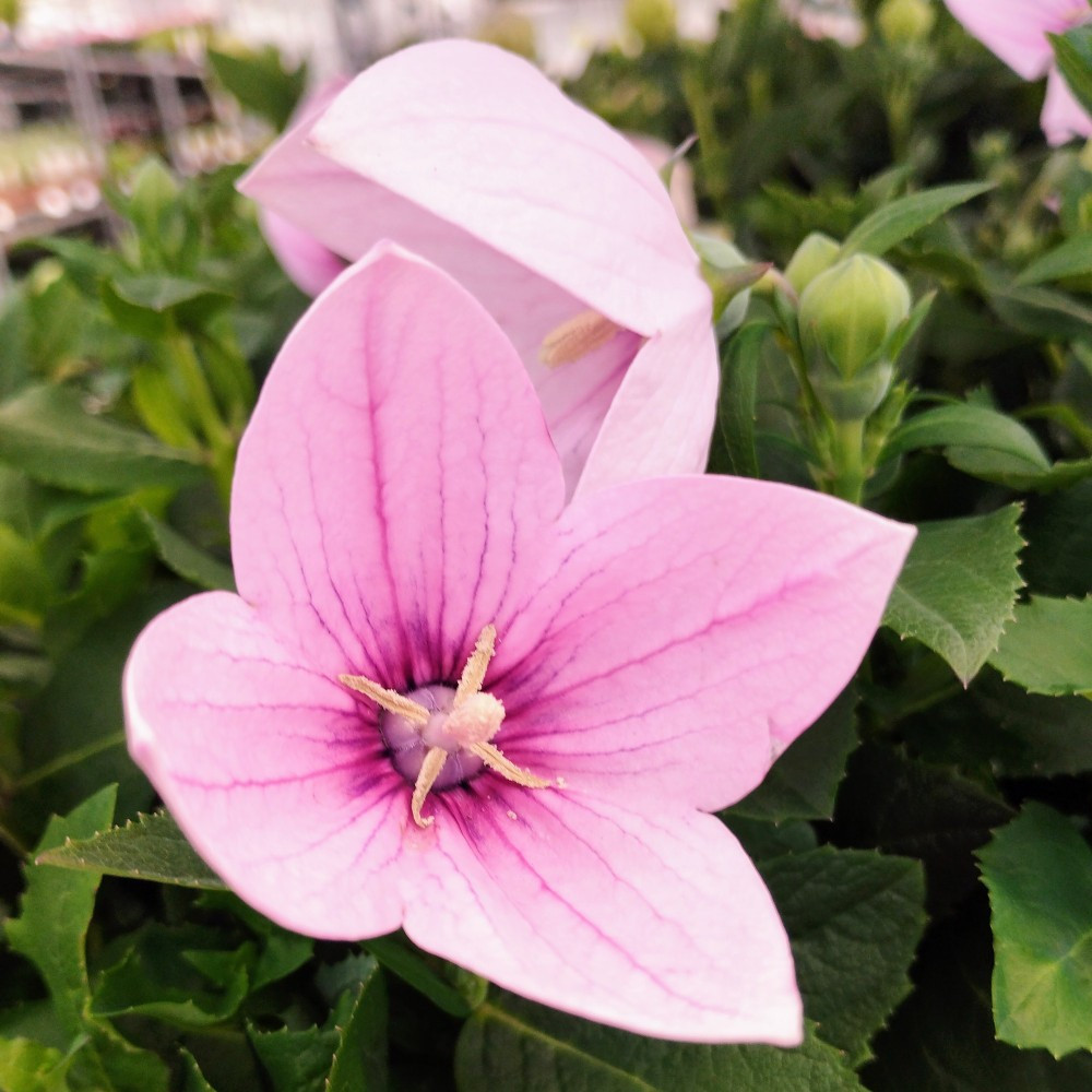 Platycodon Grandiflorus Rose