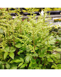 Astilbe Hybrida White
