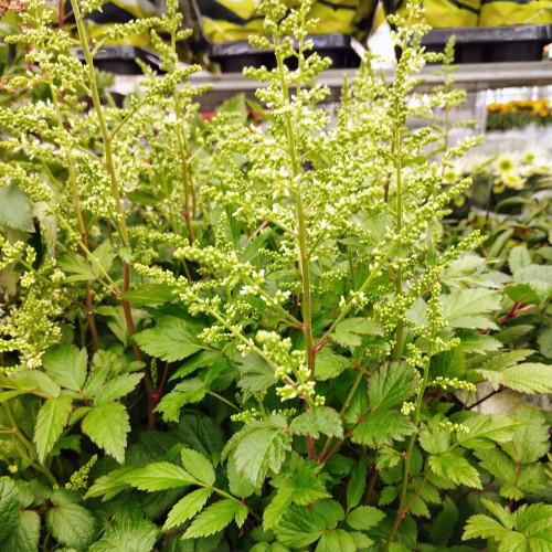 Astilbe Hybrida White