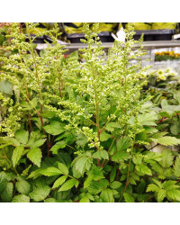 Astilbe Hybrida White