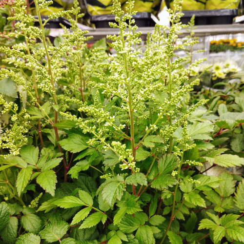 Astilbe Hybrida White