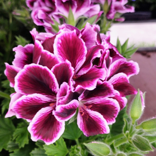 Pelargonium Collection Bella Donna Mauve et Blanc