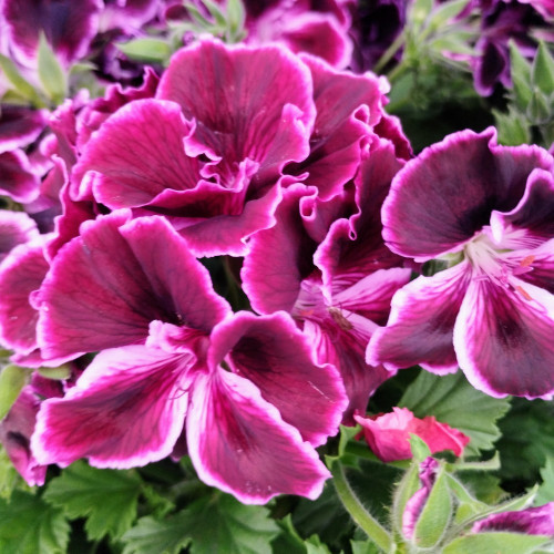 Pelargonium Collection Bella Donna Mauve et Blanc